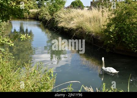 Haringey, London, Großbritannien. 8. August 2022. Wetter in Großbritannien: Dürrewarnungen in Großbritannien, Hitzewellen-Alarm für den Rest der Woche. Allgemeine Ansichten des New River, der etwa 8 % des Londoner Trinkwassers liefert. Kredit: Matthew Chattle/Alamy Live Nachrichten Stockfoto