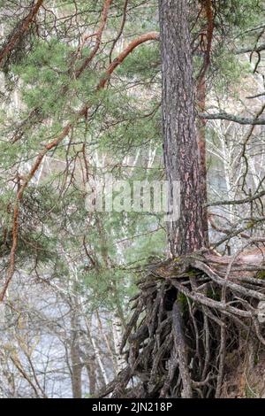 Kiefernbaum wächst am Hügelrand mit wunderschönen Wurzeln und grünen Ästen. Wilde Waldlandschaft Stockfoto