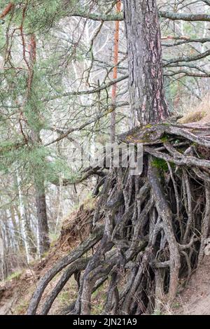 Kiefer mit wunderschönen Wurzeln, die im Frühling am Hügelrand wachsen. Wilde Waldlandschaft Stockfoto