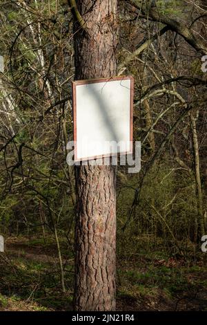 Blanke weiße Tafel auf Kiefernstamm im sonnigen Frühlingswald. Vorlage auf einem Baum im Wald. Modell mit Copyspace-Platz für Text Stockfoto