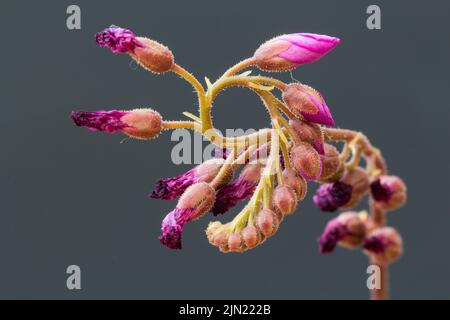 Cape Sundew, drosera capensis Knospen blüht jeweils 6 Stunden am Tag, stirbt dann zurück - die nächste Knospe blüht und der Prozess wiederholt sich Stockfoto