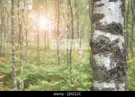 Nahaufnahme eines Birkenstamms, Farbtonung angewendet, selektiver Fokus. Stockfoto