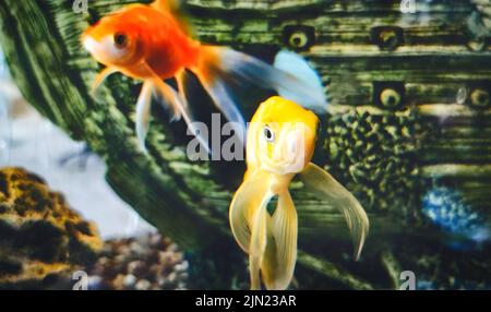 Ein orangefarbener und gelber Goldfisch, der in einem Aquarium schwimmt, mit einem Schiffbruch-Spielzeug im Hintergrund Stockfoto