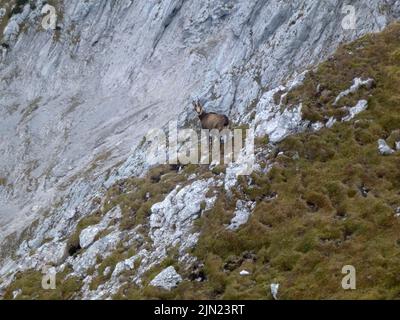 Gämsen an der Hackenkopfe, Wilder Kaiser, Tirol, Österreich Stockfoto