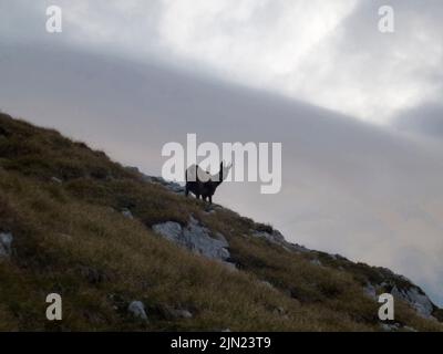 Gämsen an der Hackenkopfe, Wilder Kaiser, Tirol, Österreich Stockfoto