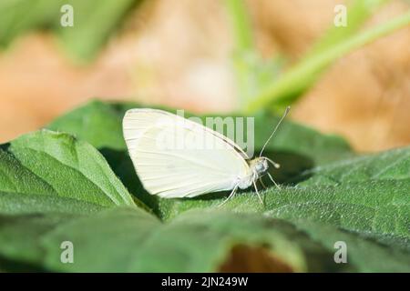 Weißschmetterlingspaaren (Pieris rapae) auf armenischer Gurkenpflanze (Cucumis melo var. flexuosus) Stockfoto