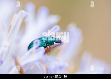 Melyris bicolor Beetle auf einer Kugeldistelblüte (Echinops), Melyris bicolor Fabricius, 1801 Stockfoto