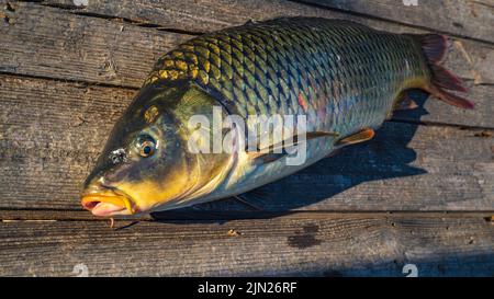 Schöner großer Karpfen. Angeln. Karpfenfischen. Angelabenteuer, Karpfenfischen. Spiegelkarpfen (Cyprinus carpio),. Trophäe „Angler“. Sonnenuntergang Live frisch nur cau Stockfoto