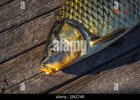 Schöner großer Karpfen. Angeln. Karpfenfischen. Angelabenteuer, Karpfenfischen. Spiegelkarpfen (Cyprinus carpio),. Trophäe „Angler“. Sonnenuntergang Live frisch nur cau Stockfoto