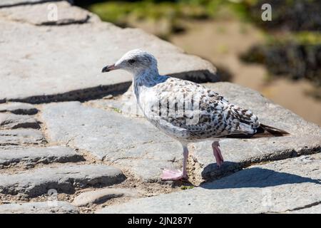 Junge europäische Heringsmöwe, Larus argentatus, Swanage, Dorset, England Stockfoto