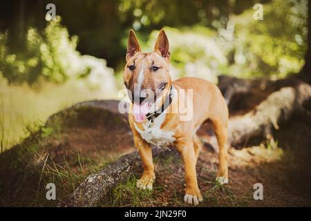 Ein schöner süßer Ingwer-Bullterrier steht an einem sonnigen Sommertag gerne im Park für einen Spaziergang. Ein Spaziergang in der Natur mit einem Hund. Ein Haustier. Stockfoto