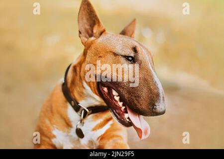 Porträt eines niedlichen schönen Ingwer-Bullen-Terrier mit einem Kragen um den Hals, der seine Zunge aus seinem Mund steckte. Fröhlicher, lustiger Hund. Stockfoto
