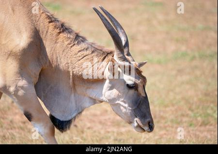 Anteland auf der Wiese grasen. Hochwertige Fotografie. Stockfoto