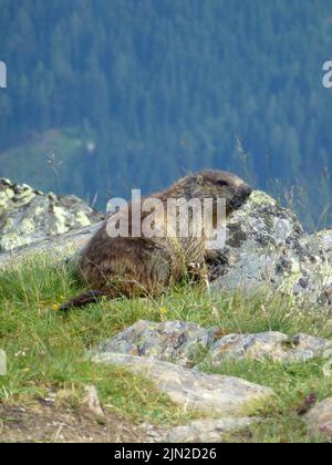 Marmot am Stubaier Höhenwanderweg, Runde 8 in Tirol, Österreich Stockfoto