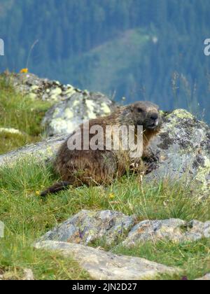 Marmot am Stubaier Höhenwanderweg, Runde 8 in Tirol, Österreich Stockfoto