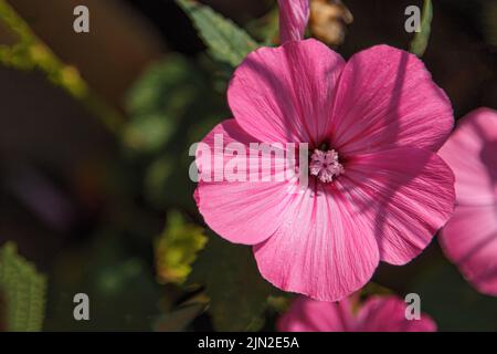 Rosa Blume von malva trimestris. Blühende Lavatera im Garten. Wild Rose oder khatma Nahaufnahme Bokeh. Stockfoto