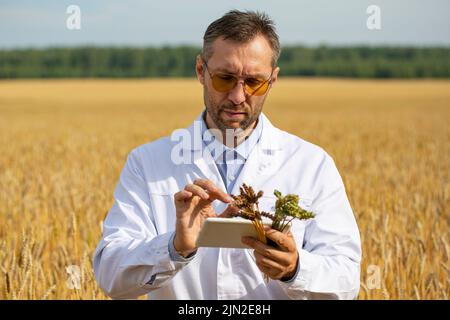 Foto eines Wissenschaftlers in einem Weizenfeld, der den Zustand der Ernte überprüft und die Daten in einen Tablet-pc eingibt. Forschung auf dem Gebiet der Gentechnik Stockfoto