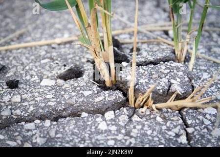 Die Kraft des Wachstums. Durch den Asphalt sprießen die Sprossen. Die Anlage brach durch den Beton. Kraft der Natur. Überwuchert. Stockfoto