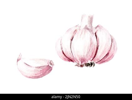 Knoblauch. Handgezeichnete Aquarellillustration, isoliert auf weißem Hintergrund Stockfoto