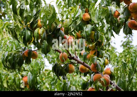 Ast mit reifen Pfirsichen, die im Sommer an einem Baum im Garten hängen. Pfirsicherntung. Dagestan, Russland Stockfoto