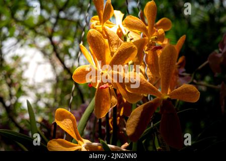 Orangefarbene Lilie. Lilium bulbiferum, gewöhnliche Namen orange Lilie. Tageslicht. Stockfoto