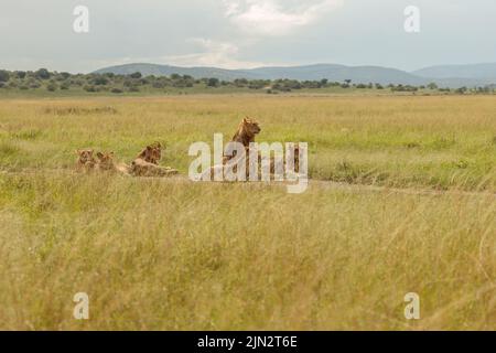 Pumas liegen auf dem Feld und ruhen sich vor der Jagd aus Stockfoto