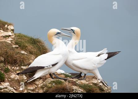 Nahaufnahme von Bonding Northern Tonnets (Morus bassana) auf einer Klippe an der Nordsee, Bempton Cliffs, Großbritannien. Stockfoto