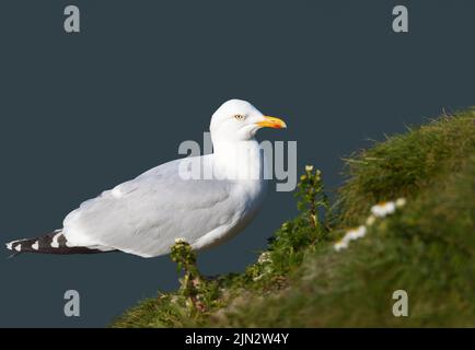 Porträt der europäischen Heringsmöwe (Larus argentatus) auf blauem Hintergrund auf einem Klippenrand, Großbritannien. Stockfoto