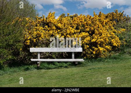 Holzbank in einem Naturschutzgebiet mit blühendem Ginsterbusch daneben. Stockfoto