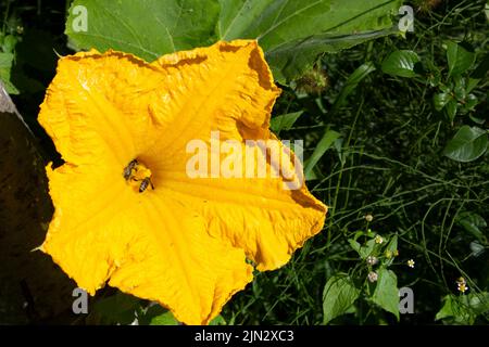 Zwei Honigbienen sammeln Pollen aus gelben Kürbisblüten. Im Sommer blühen Kürbisse auf dem Bauernhof. Nahaufnahme. Stockfoto