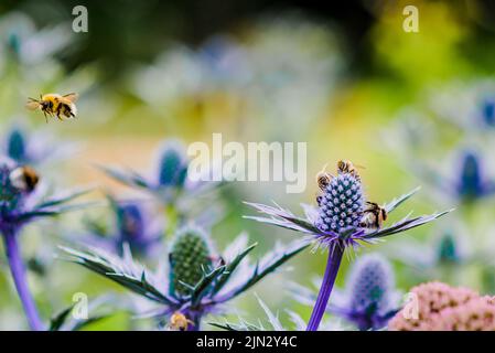 Bienen auf einer Blume Stockfoto