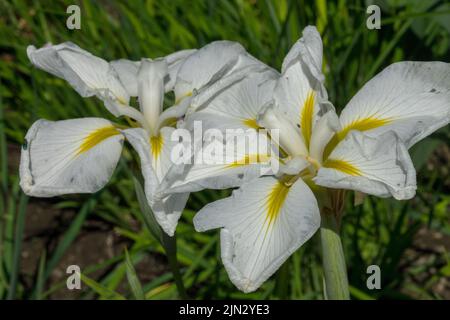 Japanische weiße Iris, Iris ensata „Utamaro“, weiß, Iris, Ornamental, Fahnen weiße Irisblume Stockfoto