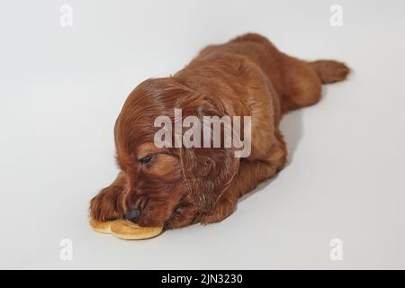 Braun liebenswert Irish Setter Welpe. Foto-Shooting im Studio auf weißem Hintergrund. Stockfoto