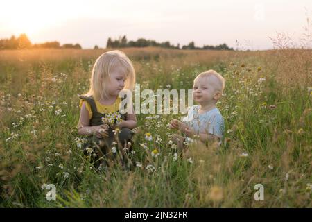 Ein kleiner Junge und ein Mädchen pflücken Blumen in einem Kamillenfeld. Das Konzept des Gehens in der Natur, der Freiheit und des gesunden Lebensstils. Stockfoto