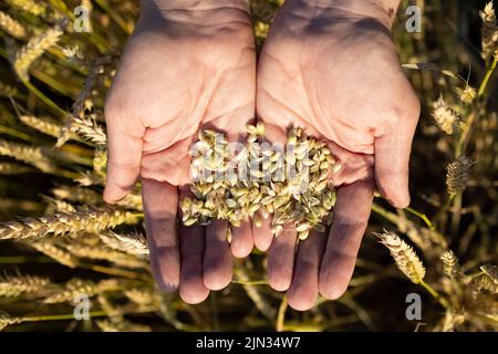 Die Hand eines Mannes hält reife Getreidekörner auf einem verschwommenen Hintergrund eines Getreidefeldes. Draufsicht. Erntekonzept. Stockfoto