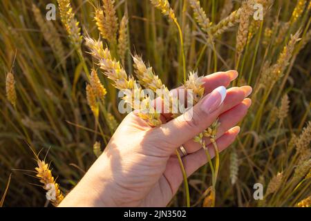 Die Hand einer Frau hält reife Ähren von Getreide auf einem verschwommenen Hintergrund eines Getreidefeldes. Blick von oben. Erntekonzept. Stockfoto