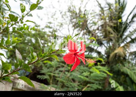 Der blütenrote Hibiskus hebt sich vor weißem Hintergrund ab Stockfoto