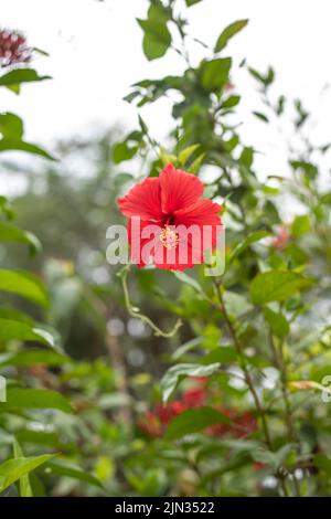 Rote Hibiskusblüten auf verschwommenem Hintergrund von Gartengrün. Stockfoto