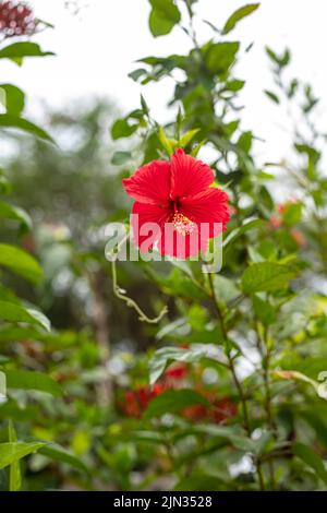 Rote Hibiskusblüten, die auf grünem Blatthintergrund blühen. Stockfoto
