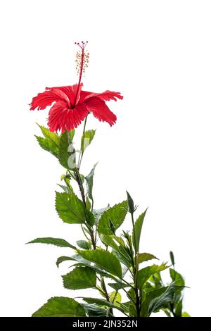 Roter Hibiskus hebt sich vor weißem Hintergrund ab Stockfoto