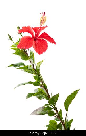 Der blühende rote Hibiskus hebt sich von weißen Hintergründen ab Stockfoto