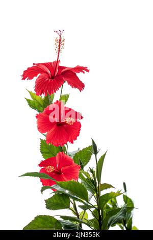 Der blühende rote Hibiskus hebt sich von weißen Hintergründen ab Stockfoto