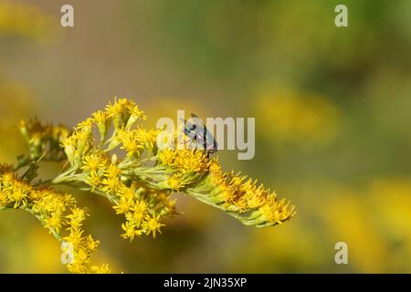 Weibliche grüne Flaschenfliege (Lucilia) der Familie bläst Fliegen, Calliphoridae auf gelben Blüten der kanadischen Goldrute (Solidago Canadensis). Stockfoto