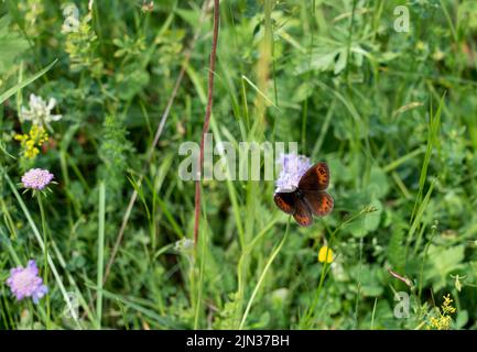 Detaillierte Nahaufnahme eines schottischen Argusschmetterlings (Erebia aethiops) Stockfoto