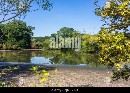 Southampton, Hampshire, Großbritannien. 8. vom August 2022. Ungewöhnlich niedriger Wasserstand am Cemetery Lake at the Common aufgrund der anhaltenden trockenen Wetterbedingungen im Juli und August 2022 in Südengland, Großbritannien Stockfoto