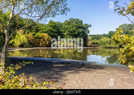 Southampton, Hampshire, Großbritannien. 8. vom August 2022. Ungewöhnlich niedriger Wasserstand am Cemetery Lake at the Common aufgrund der anhaltenden trockenen Wetterbedingungen im Juli und August 2022 in Südengland, Großbritannien Stockfoto