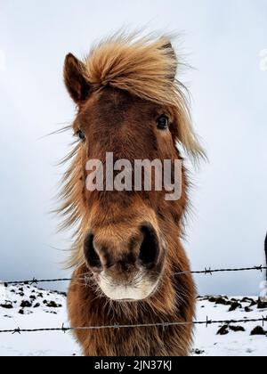 Eine Nahaufnahme eines braunen isländischen Pferdes hinter den Drähten in einem verschneiten Feld Stockfoto