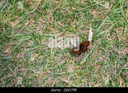 Detailreiche Nahaufnahme eines False Heath Fritillary Butterfly (Melitaea diamina) Stockfoto