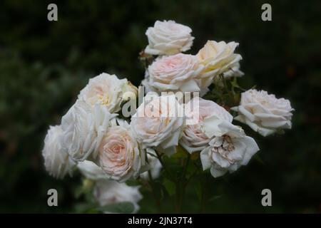 Hybrid-Tee-Rose Blüten erscheinen in wunderbaren Clustern. Sehr elegante Blütencreme mit einem Hauch von Aprikose Stockfoto