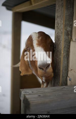 Eine vertikale Ansicht der neugierigen Ziege schaut durch einen Holzpfosten auf die Kamera Stockfoto